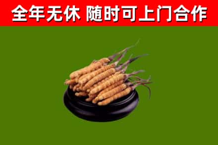 柴桑回收冬虫夏草