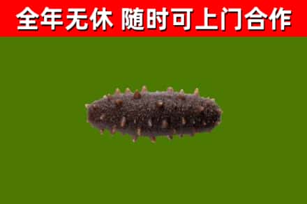 柴桑回收海参干